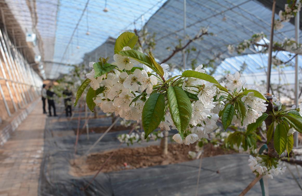 棚內“黑科技”助力農業現代化