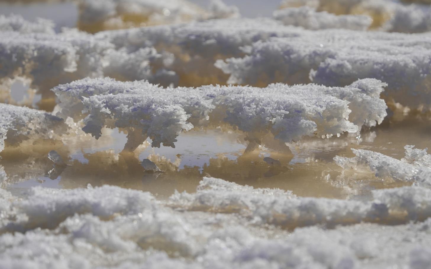 冬日鹽湖 “雪樹銀花”【8】