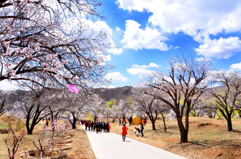 杏花開時，游人在杏林小路中穿梭。