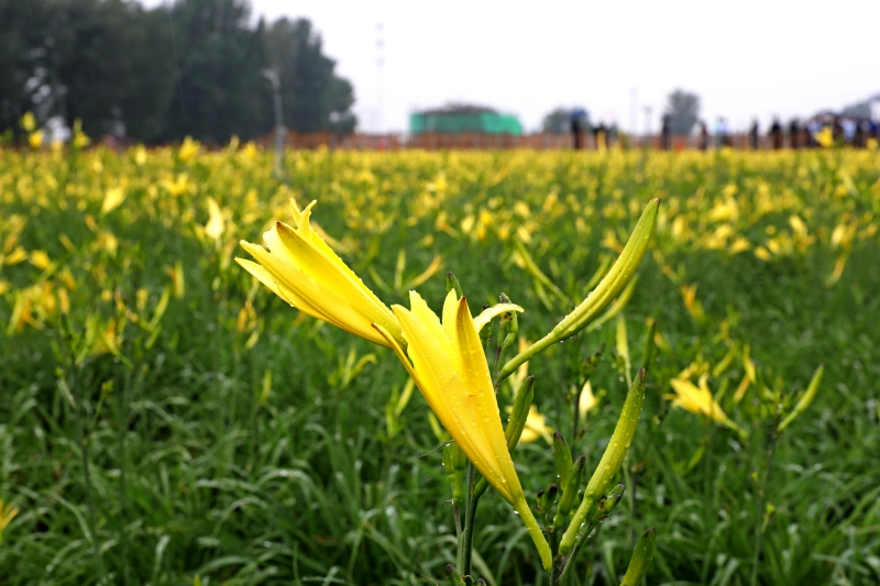 大同云州區:桑水涌生機 鄉村泛笑顏