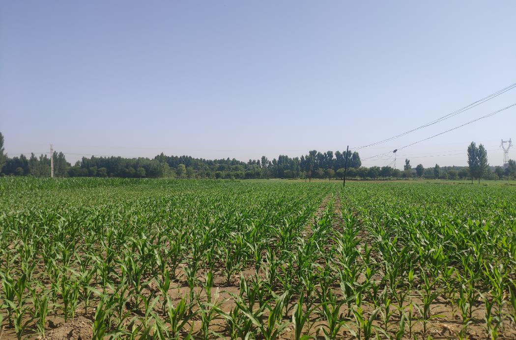 辛村鎮石南村富硒農產品種植示范基地驚蟄之后，萬物復蘇。連片的麥地郁郁蔥蔥，長勢喜人。