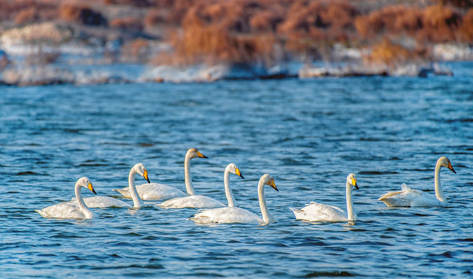 鹽湖迎來越冬白天鵝
前來越冬的白天鵝或嬉戲、或飛翔、或覓食,成為一道美麗的風景