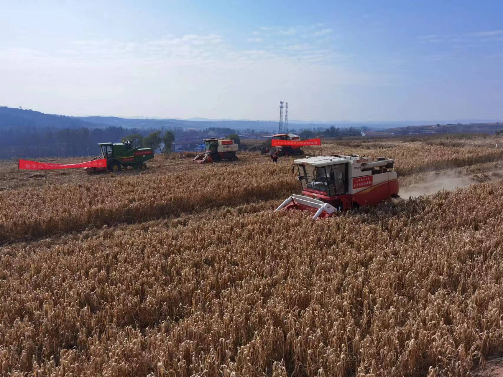 山西汾都香農業開發股份有限公司谷子收獲現場