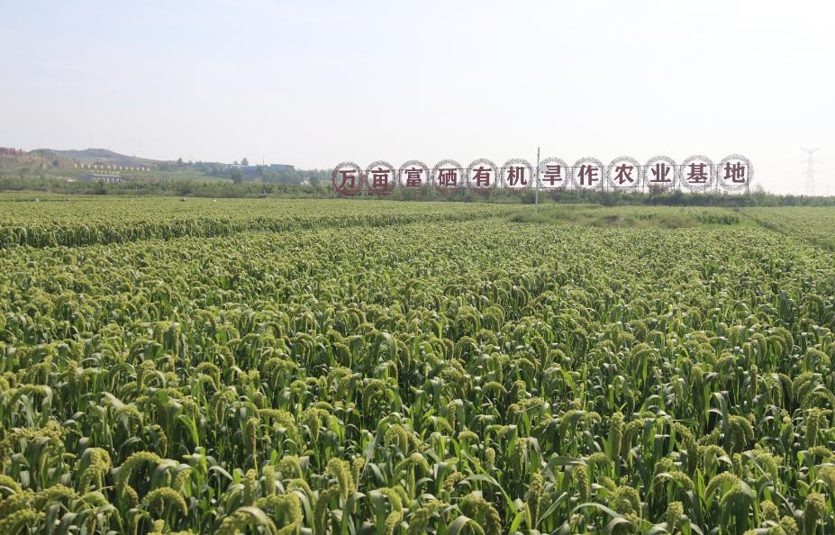 萬畝富硒有機旱作農業基地
