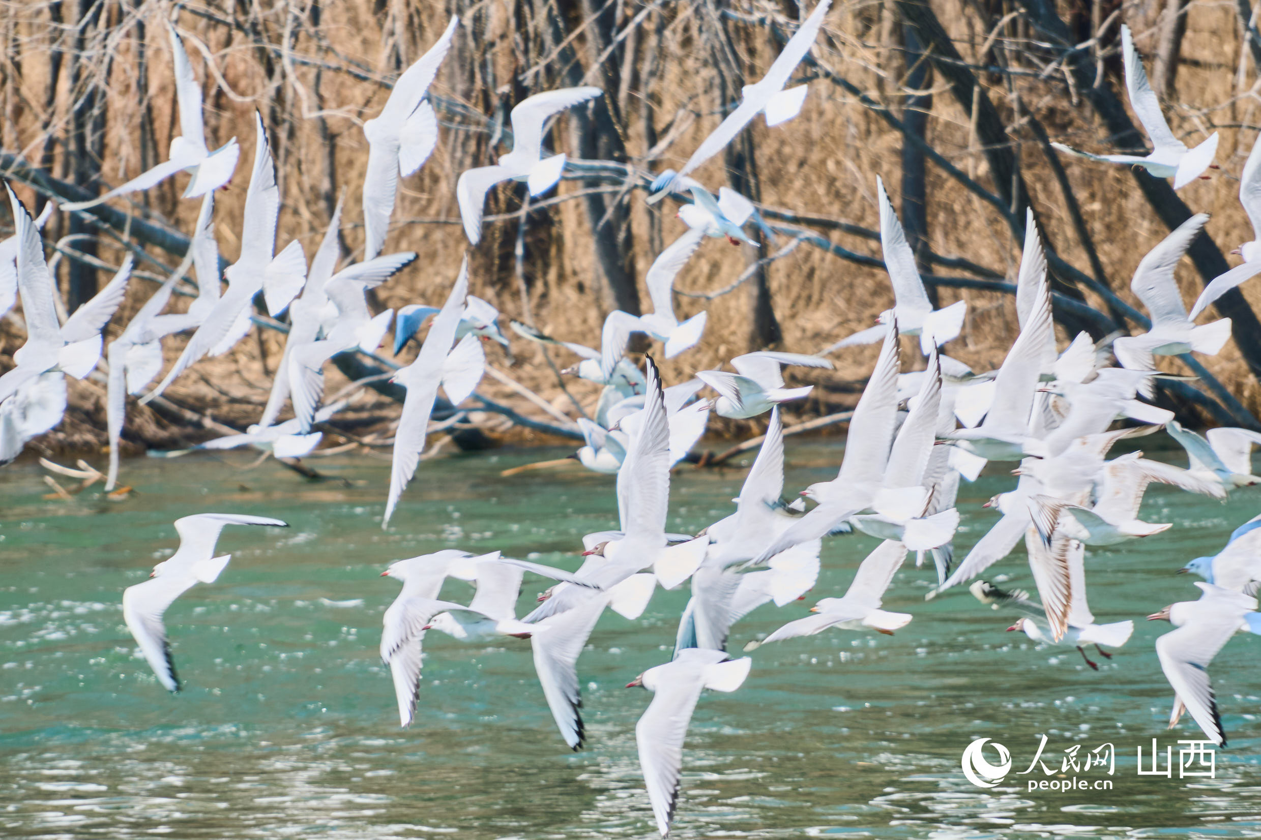 汾河岸畔“百鷗齊飛”。人民網 張超寧攝