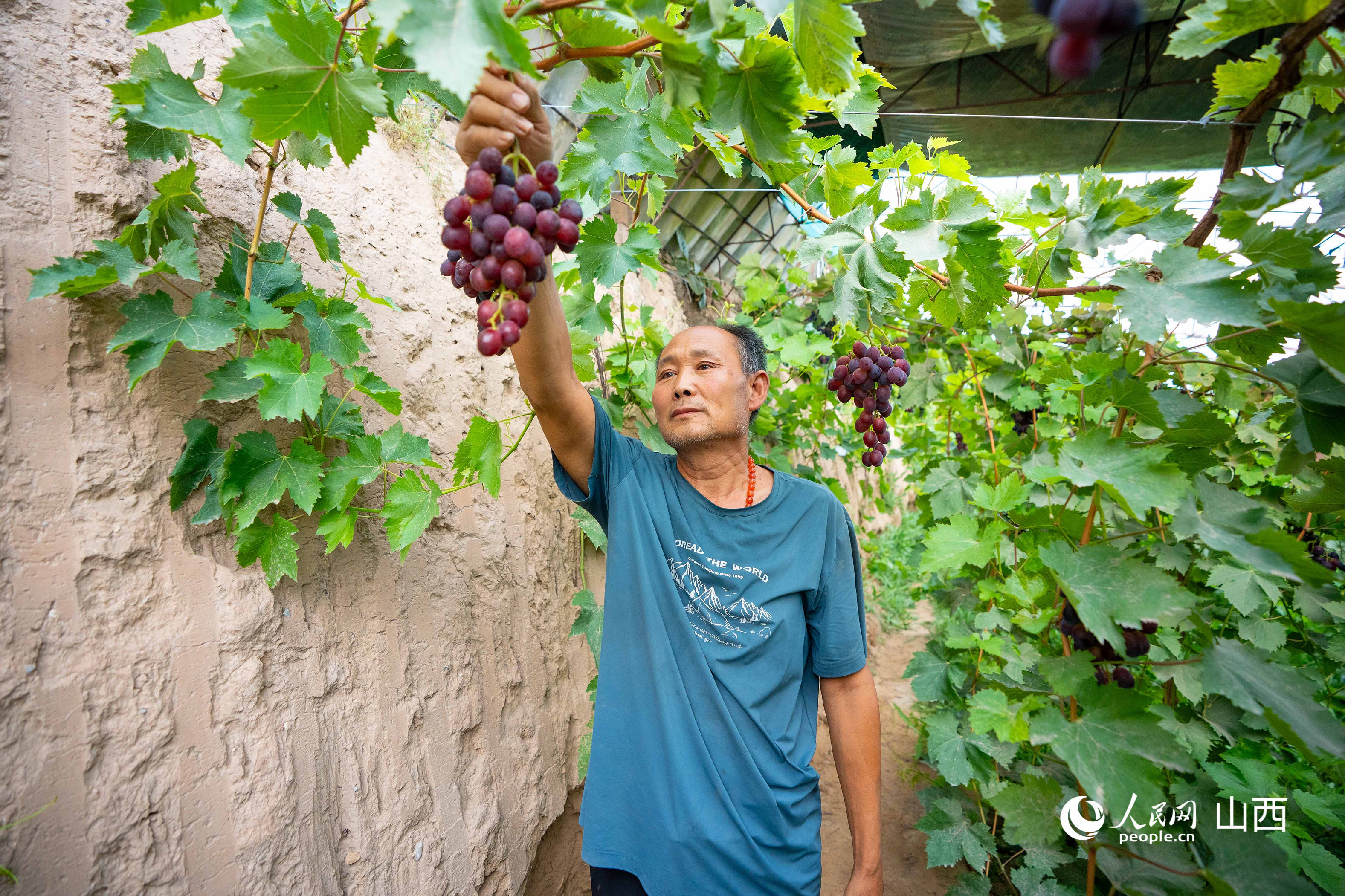 唐家會積極鼓勵、引導村民發展大棚種植。人民網 張超寧攝