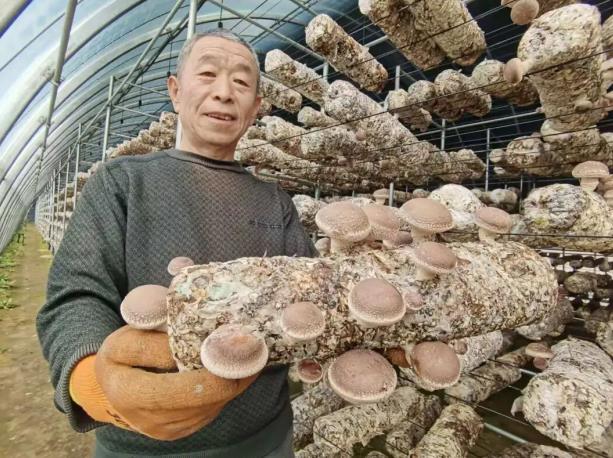 萬柏林區菌菇種植的“綠色轉型”