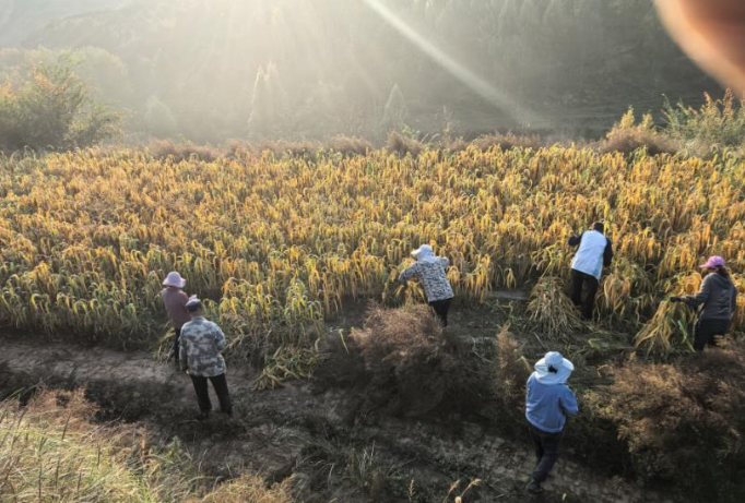 婁煩縣打響秋糧搶收“攻堅戰”